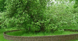 Issac Newton apple tree