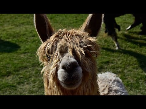 Alpacas in Chile