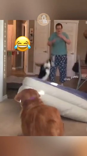 112K views · 1.7K reactions | Cats vs. Air Mattress – Who Wins?...