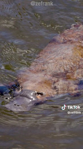 Plopatypluses | Creepy Dave