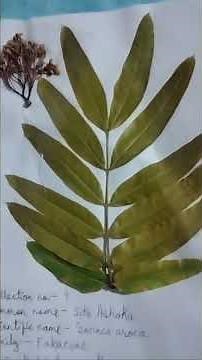 Herbarium sheet #science #project