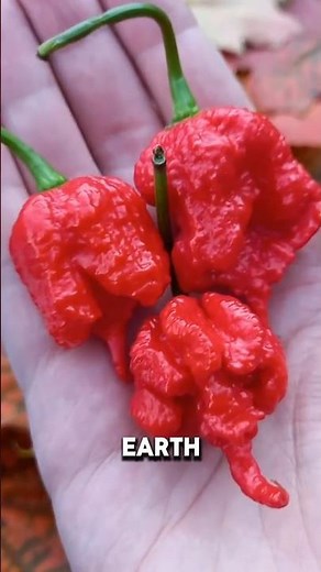 Carolina Reaper — The Hottest Pepper on Earth! 🌶️🔥