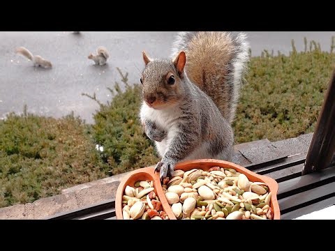 Squirrels at the window - January 2026