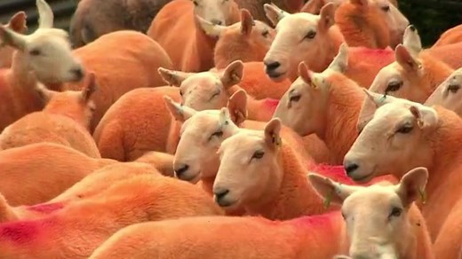 Flock of orange sheep seen in Cumbria