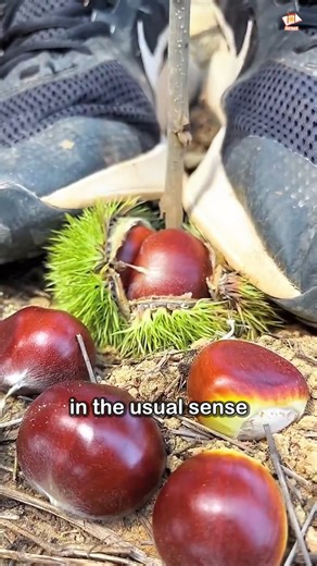Seethee on Instagram: "Chestnuts Aren’t Actually Nuts—Here’s What They Really Are and Why It Matters #FoodFacts #DidYouKnow"