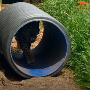 168K views · 7.2K reactions | #EndangeredSpeciesDay is an opportunity...