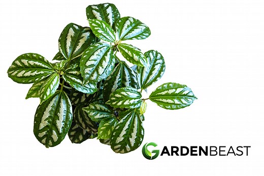 Aluminum Plant Care: How to Grow & Care for “Pilea Cadierei”