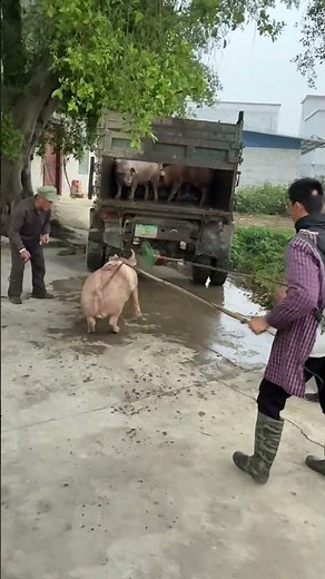 Pig Farmer Safely Loading Pigs into a Truck | Educational Purpose Only