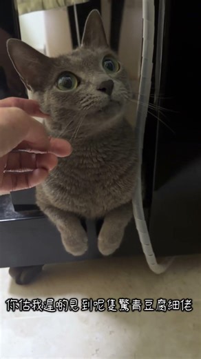 “Who is this?” Russian Blue discovers the new foster British Shorthair