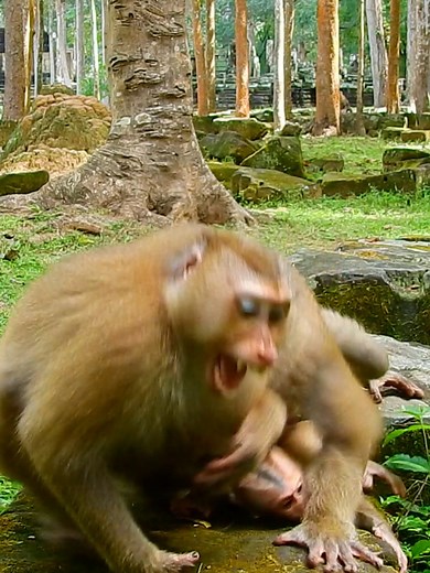 Poor monkey got beaten by angry monkey Luna not allow touch her son #beautiful #monkeydluffy #monkeycute #babymonkey #monkeyface #lovely #monkey #cute #animals #animalsbaby #poormonkey #monkeycry #funny #funnyvideo #cuteanimals | Monkey TV7
