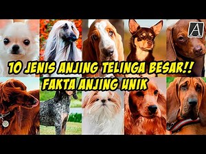 10 Jenis Anjing Telinga Besar10 | Fakta Anjing Unik