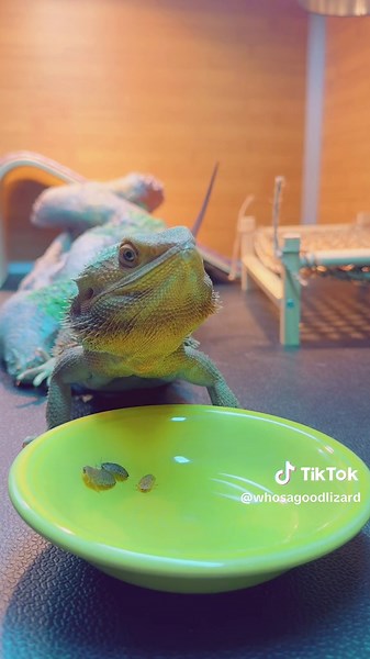 Everyone loves a good ol’ fashioned Samson feeding reel— #foryou #fyp #fypシ #foryoupage #fypage #feastmode #asmr #asmrsounds #asmreating #feedingfrenzy #mukbang