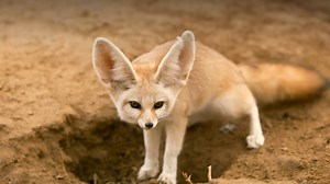 The fennec fox is the smallest member of the canine family. They have...