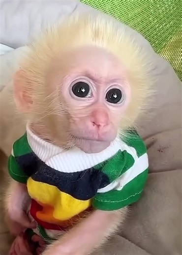 Exploring the World Through Baby Monkey's Eyes