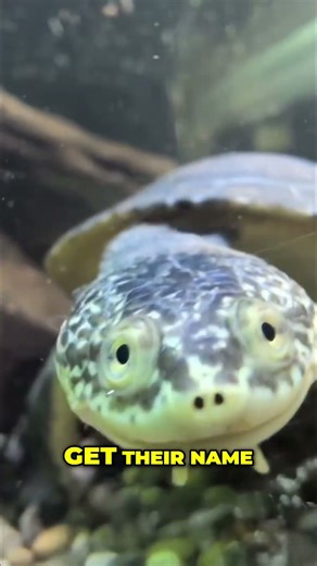 Rare Toad-Headed Turtle: Unique Look & Why They Need Our Help! #shorts
