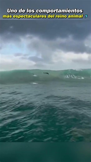 ¿Por qué los delfines hacen saltos tan enormes? 🐬