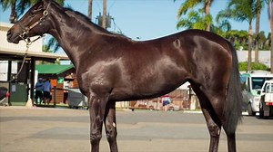 43K views · 112 reactions | HERE'S THE FILLY: Delighted to introduce...