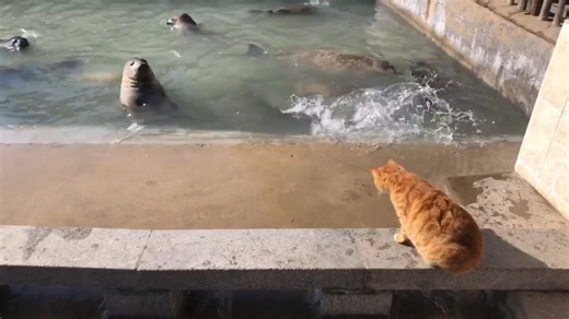 动物们的倒霉瞬间，这辈子没这么无语过！ #动物的迷惑行为大赏 #倒霉动物 #狗子 #猫咪 #搞笑视频