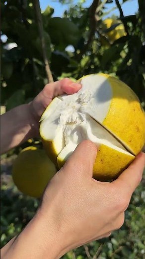 Ripe Golden Grapefruit Perfect Sound #fruit #fruitcutting #grapefruit #shorts #foryou