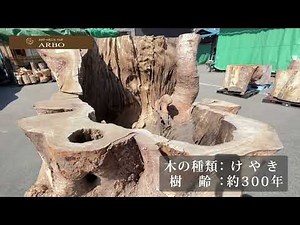【切り株紹介】樹齢300年けやきの切り株｜木のアートきごころアルボ