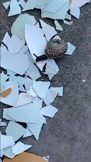 Do Eggshells Really Keep Snails Away From Plants