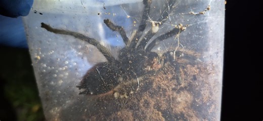 Jadowite pająki w koszu na śmieci w Krakowie. Mieszkaniec przeżył prawdziwy szok. Interweniowały służby