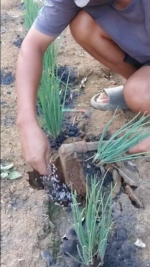 "Practical Guide: How to Fertilize Onions for Maximum Growth"