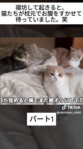 パート1 - 寝坊して目が覚めたらお腹を空かせた猫たちが枕元でこうなってました…笑 | #もちまる #もちまる日記 #もちまる日記切り抜き