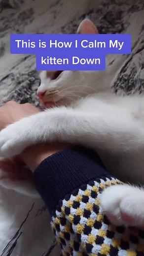 How to Calm Your Kitten: Tips and Tricks