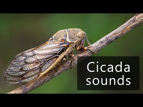 What does a cicada sound like?