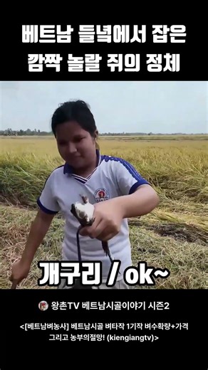 The identity of the surprising rat caught in the fields of Vietnam