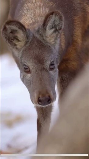Musk Deer: The Vampire Deer of the Himalayas 🦌✨ #shorts #wildlife #animals