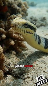 🐍 Belcher’s Sea Snake: The Highly Venomous Ocean Serpent Few Ever See 🌊⚠️ #BelchersSeaSnake #VenomousCreatures #OceanLife #WildlifeFacts #fblifestyle | Ms Alexis Discoveries