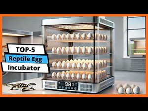 ✅ Best Reptile Egg Incubator: Reptile Egg Incubator (Buying Guide)
