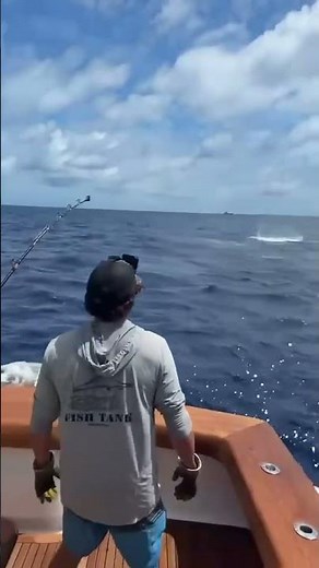 Watch the 63’ @jarrettbay MARLIN FEVER’S first look at their RECORD BREAKING 919.9lb. Blue Marlin