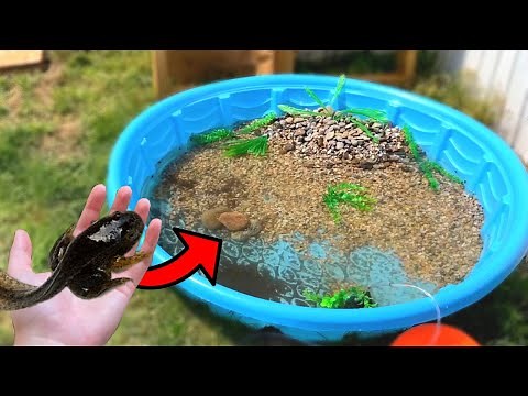 The DIY BACKYARD MINI POOL POND For TADPOLES!!