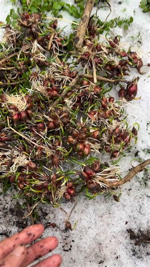 Misilla | Learn To Grow on Instagram: "The Egyptian Walking Onion is hardy to zones 3-10. Other names include tree onion, topsetting, and walking onion (Allium × proliferum). It’s a cross between the common bulb and Welsh onion (bunching onion/scallion). Anyone else grow walking onions? 💚 #gardeningtips #growfood #perennial #vegetables #gardening"