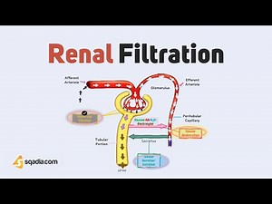 Renal Filtration | Kidney Anatomy and Physiology | Introduction