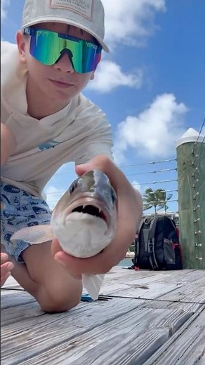 HOW TO CATCH MANGROVE SNAPPER EASIEST WAY SUPER FAST IN FLORIDA