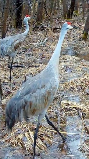 Sandhill Cranes Claim the Wetland
