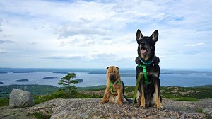 Visiting Acadia National Park With Dogs | GoPetFriendly