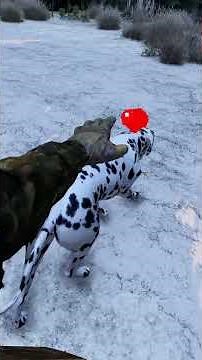 Собака в Dayz! #dayz #pvp #survival #dog