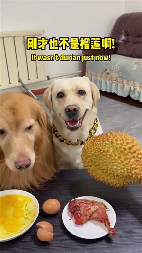 狗子：自己的事情自己做，没人教你吗？！Doggo: Do your own things. Didn’t anyone teach you?#搞笑汪驾到#萌寵#寵物#搞笑#拉布拉多 #doglover