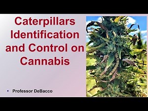 Caterpillars Identification and Control on Cannabis