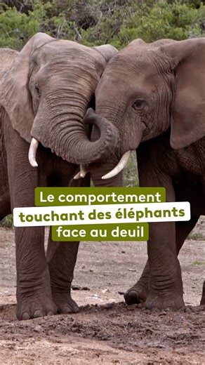 France.tv nature on Instagram: "Cet éléphant refuse d'abandonner le corps de son petit 🐘 Profondément sociaux, les éléphants réagissent avec une grande intensité à la mort de leurs proches. Cet événement est profondément angoissant pour toute la harde qui, pour y faire face, se regroupe et se réconforte en se tenant par la trompe. 👉 Retrouvez le documentaire « Le Chagrin des animaux : mythe ou réalité ? » avec Arte sur notre plateforme france.tv (lien en bio 📌 )."