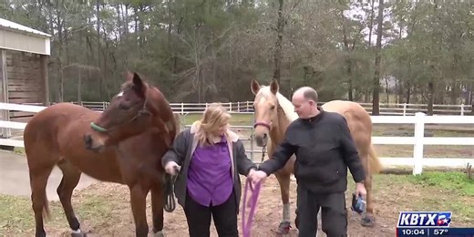 Fatal Accident Involving Horse Trailer