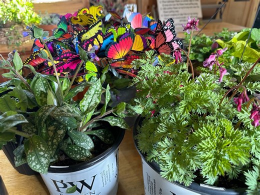 Gardening week: How to plant a butterfly garden