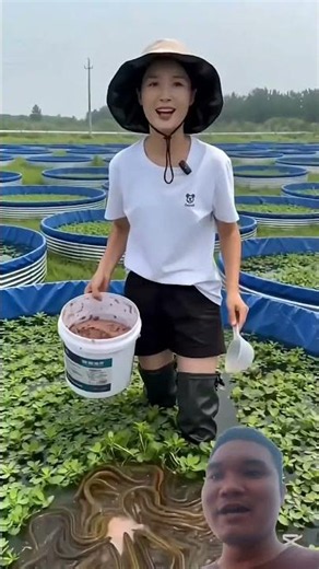 Eel Farming in Tarpaulin Tanks #farming