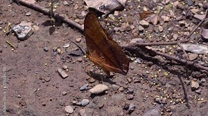 A Common Yeoman feeds on minerals found in the soil of the jungle floor. Class: Insecta, Order: Lepidoptera, Family: Nymphalidae, Genus: Cirrochroa, Species: C. tyche