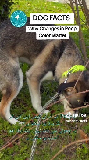 Dog facts -Why Changes in Poop Color Matter Changes in your dog’s poop color can be an early warning sign. It often reflects digestion, diet, or hidden health issues. Paying attention can help you act before problems get serious. #DogHealth #PetCareTips #DogOwners
